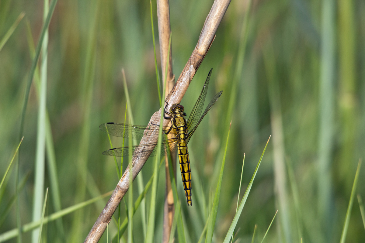 Epitheca bimaculata?